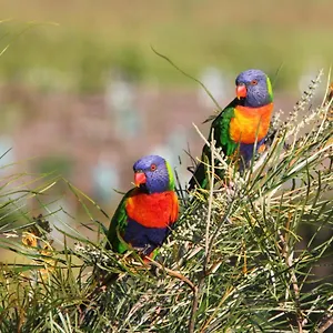  Bed & Breakfast Acres Australia